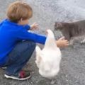 小男孩準備抱貓，左邊卻來了個「第三者」突入......貓咪：你不愛我了