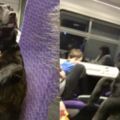 隔壁乘客怎麼有點不一樣？狗狗學人坐火車笑翻網友，被發現還心慌慌！