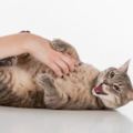 原來貓咪向你翻肚子並不是叫你摸牠？很多貓奴就因為這樣手賤被抓被咬……
