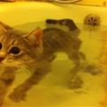 這隻小萌貓不但一點都不怕水，在浴缸中恣意優游的可愛模樣讓人不禁超羨慕牠的主人！