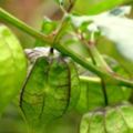 樹上的「燈籠草」，滋補保健風味獨特治糖尿病、風熱咳嗽、黃膽型肝炎、根煎劑治乙型肝炎
