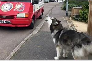 阿拉斯加每天準時在馬路邊攔下路過的霜淇淋車，吃一個才肯回家...!