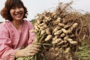 花生是長壽果也是催命符，這4種人最好別吃