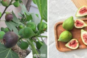 無花果「好處多多」泡水喝可延緩衰老還能利咽消腫，擺脫咽炎