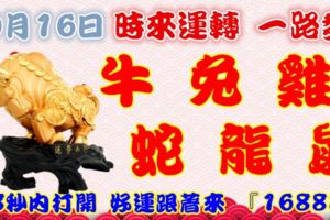 10月16日時來運轉一路發，牛兔雞蛇龍鼠，88秒內打開，好運跟著來『16888』