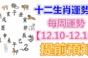 十二生肖運勢：每周運勢【12.10-12.16】提前預知！