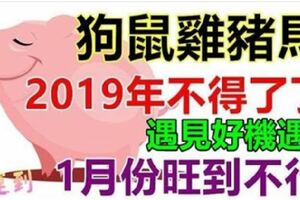 2019年1月份旺到不行的生肖。