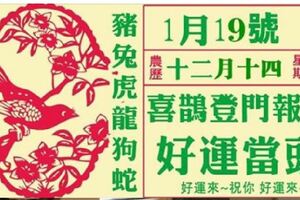 1月19號，喜鵲登門報喜，好運當頭，由窮轉富