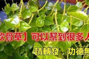 [手足口症剋星~軟骨草]可以幫到很多人