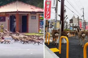 人類退居在家…城市反變「動物遊樂場」　各種野生動物都上街散步了