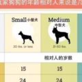 狗狗5-7歲就開始變老，這裡有8種方式改善老年狗狗的生活
