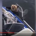 【內附影片】暖心！2隻落水小熊無助地抓著船邊漁夫不顧自身安全救上船