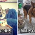 17隻讓大家都愛死牠們的「臘腸狗混血毛小孩」，柯基犬混臘腸狗萌度直接破表！