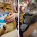25隻讓大家見證「貓咪真的可以胖到像龍貓一樣」的激萌大胖貓代表！