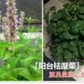 陽台養上1盆「野菜」，除口臭，祛體濕，清新好看還可以當菜吃！