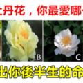 心理學：4朵牡丹花，你最愛哪一朵？測出你後半生的命運