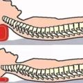 枕頭太高或太低都很傷頸椎，嚴重時可能導致癱瘓，頭要怎麼「枕」才能無憂？