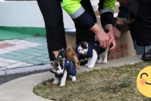 韓國警察局收養流浪貓咪「還為牠們準備專屬制服」，特派的任務讓大家每天都想拜訪牠們啊！