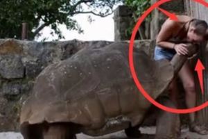 一遊客在動物園大膽的近距離給烏龜餵食，發生一幕令人感到很凜然