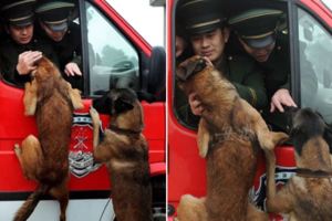 消防員退役正要永遠離開時，超不捨得的搜救犬立馬衝到車窗做出讓大家都看哭的挽留動作…