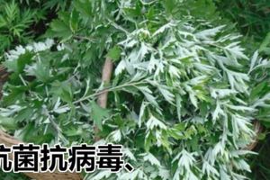 艾草有抗菌抗病毒、抗過敏以及加強抵抗力等功能