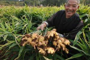 體內濕氣太重？生薑加它泡水喝，一周去除體內10年濕氣！