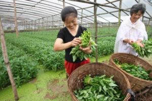 吃了藤藤菜，長得高又帥！通便防癌，還可為糖尿病患者的食療佳蔬