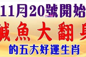 11月20號開始，鹹魚大翻身的五大好運生肖