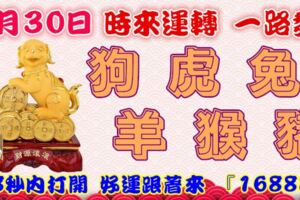 1月30日時來運轉一路發，狗虎兔羊猴豬，88秒內打開，好運跟著來『16888』