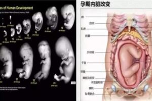 (90%人不知道!)胎寶寶越來越大，媽媽的內臟都被擠到哪裡去了？看完趕緊抱抱老婆