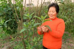 老賀村一農戶引種「抗癌名草」南非葉，它可是出了名的抗癌草藥