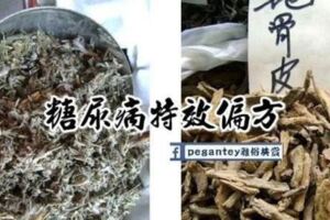 [糖尿病]特效偏方！為病患減輕了許多痛苦!!快傳發出去吧,讓同病相憐的病友們都來認識這株草！