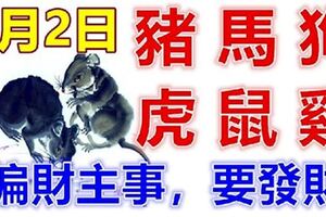 8月2日生肖運勢_豬、馬、狗大吉