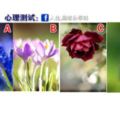 心理測試：4種花，你最喜歡哪朵？測你生活中最該珍惜誰？