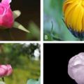 心理測試：四朵花蕾哪個先綻放，測你身邊誰是你的一生愛人？
