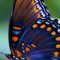 心理測試：4隻蝴蝶，哪只最漂亮？測他對你的投入度有多高