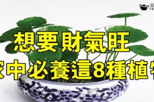 想要財氣旺，家中必養這8種植物！別不信!