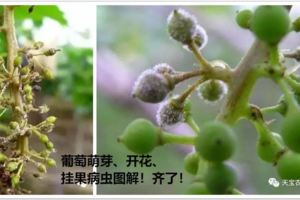 葡萄萌芽、開花、掛果病蟲圖解！齊了防治黑痘病、霜黴病、褐斑病