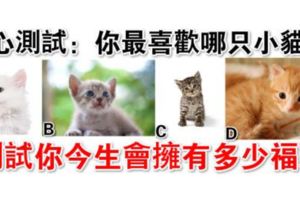 心裡測試：你最喜歡哪只小貓，測試你今生會擁有多少福氣