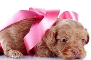 心理測試：哪一隻小狗最可愛？測一測你的性格真的會錯過真愛嗎？