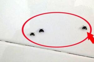 不是蚊子！浴室飛滿「黑色小蟲」超擾民　專家驚「不要隨便出掌」後果不得了