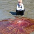 這個小男孩在沙灘上看到「紅色生物」衝過去想摸，但老爸一發現馬上驚覺不妙大喊阻止他！