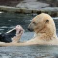 動物園裡北極熊與乳牛相親相愛超溫馨，下一秒...全場尖叫：「我看到了什麼」