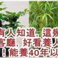 很少有人知道...這4款植物放客廳，養人又旺財！