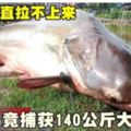 發現網一直拉不上來男竟捕獲140公斤大魚!