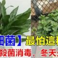 【細菌】最怕這種花，養1盆殺菌消毒，「吸」乾淨有毒物質，空氣清新少生病！