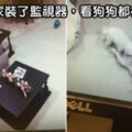 29隻讓人「笑到臉頰抽搐」的超ㄎㄧㄤ狗狗　養狗後人生從沒無聊過！