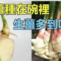 把「生薑」種在碗裡，7天生根發芽，30天長成盆栽，1棵就吃不完！