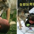 43歲飼育員養狼20年被拱當老大　每餐都要做「指定開飯動作」代表狼族滿滿的愛❤