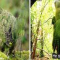 這鸚鵡生氣只敢「用小翅膀拍你頭」嚇人！紐西蘭鴞鸚鵡被網嘆：因為太蠢萌才會快絕種！